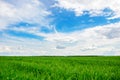 Green grass field and bright blue sky background Royalty Free Stock Photo
