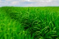 Green grass field and bright blue sky background Royalty Free Stock Photo