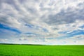 Green grass field and bright blue sky background Royalty Free Stock Photo