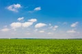 Green grass field and bright blue sky Royalty Free Stock Photo