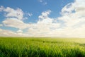 Green grass field and bright blue sky during sunrise. Royalty Free Stock Photo