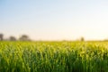 Green grass field and bright blue sky during sunrise. Royalty Free Stock Photo