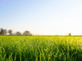 Green grass field and bright blue sky during sunrise. Royalty Free Stock Photo