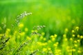 Green grass field close up, yellow mustard flowers blurred bokeh background, spikes on wild meadow soft focus macro Royalty Free Stock Photo