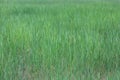 Green grass field in the countryside of Thailand. Background and texture Royalty Free Stock Photo