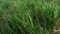 Green grass in the field in early spring