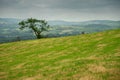 Green grass field in focus. Single tree out of focus. Mountains in the background. Simple nature scene. Calm and relaxing mood