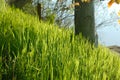 Green Grass Field Royalty Free Stock Photo