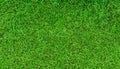 Green grass field, green lawn. Green grass for golf course, soccer, football, sport. Royalty Free Stock Photo