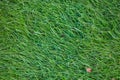 Green grass field, green lawn. Green grass for golf course, soccer, football, sport. Green turf grass texture and Royalty Free Stock Photo