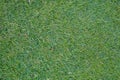 Green grass field, green lawn. Green grass for golf course, soccer, football, sport. Green turf grass texture and Royalty Free Stock Photo