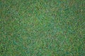 Green grass field, green lawn. Green grass for golf course, soccer, football, sport. Green turf grass texture and Royalty Free Stock Photo