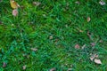 Green grass field, green lawn. Green grass for golf course, soccer, football, sport. Green turf grass texture and Royalty Free Stock Photo