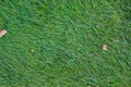 Green grass field, green lawn. Green grass for golf course, soccer, football, sport. Green turf grass texture and Royalty Free Stock Photo