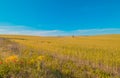 Green grass field landscape under blue sky in spring with clouds in the background Royalty Free Stock Photo