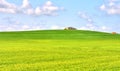 Green grass field landscape under blue sky in spring Royalty Free Stock Photo