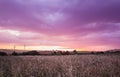 Green grass field landscape under sunset sky in spring with clouds in the background, spring time at dusk Royalty Free Stock Photo