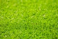Green grass field, natural green blur background. Royalty Free Stock Photo