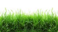 Green Grass Field Panorama Isolated on White Background Royalty Free Stock Photo