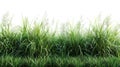 Green Grass Field Panorama Isolated on White Background Royalty Free Stock Photo