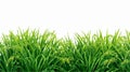 Green Grass Field with Rice Vector Watermark - Nature Landscape Image Royalty Free Stock Photo