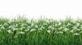 Green Grass Field with Rice Vector Watermark - Nature Landscape Image Royalty Free Stock Photo