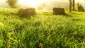 Green grass field. Sunshine morning Royalty Free Stock Photo