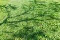 Green grass field with shadow of tree nature background outdoor Royalty Free Stock Photo