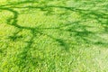 Green grass field with shadow of tree nature background Royalty Free Stock Photo