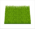 GREEN GRASS