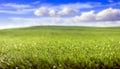 Green grass field, small hills and blue cloudy sky background Royalty Free Stock Photo