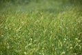 Green grass in the field. Spikelets of rye in the wind Royalty Free Stock Photo