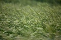 Green grass in the field. Spikelets of rye in the wind Royalty Free Stock Photo