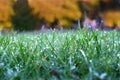 Juicy lush green grass on meadow with drops of water dew in morning light. Green border of grass. Royalty Free Stock Photo