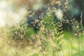 Green grass in the field with sunbeams. Royalty Free Stock Photo