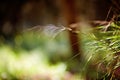 Green grass in the field with sunbeams. Blurred summer background, selective focus Royalty Free Stock Photo