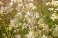 Green grass in the field with sunbeams. Blurred summer background, selective focus. Royalty Free Stock Photo