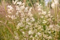 Green grass in the field with sunbeams. Blurred summer background, selective focus. Royalty Free Stock Photo