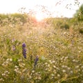 Green grass in the field with sunbeams. Blurred summer background, selective focus. Royalty Free Stock Photo