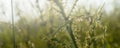 Green grass in the field with sunbeams. Blurred summer background, selective focus. Royalty Free Stock Photo