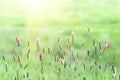 Green grass in the field with sunbeams Royalty Free Stock Photo