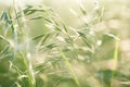 Green grass in the field on a sunny day. Low depth of field.