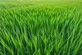 green grass field texture background - savanna grass field row ground surface Royalty Free Stock Photo