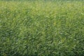 Green grass field texture background,  Nature background,  Close up of green grass field Royalty Free Stock Photo