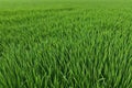 green grass field texture background - savanna grass field row ground surface Royalty Free Stock Photo