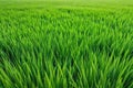 green grass field texture background - savanna grass field row ground surface Royalty Free Stock Photo