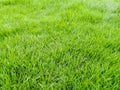 Green grass field texture background Royalty Free Stock Photo