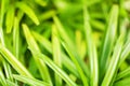 Green grass field texture blurred background closeup, grass blades soft focus macro, spring meadow nature, summer lawn wallpaper Royalty Free Stock Photo