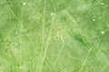 Green grass field texture with tractor tracks. rural pattern. aerial top view Royalty Free Stock Photo