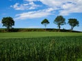 Green grass field and trees with clear blue sky